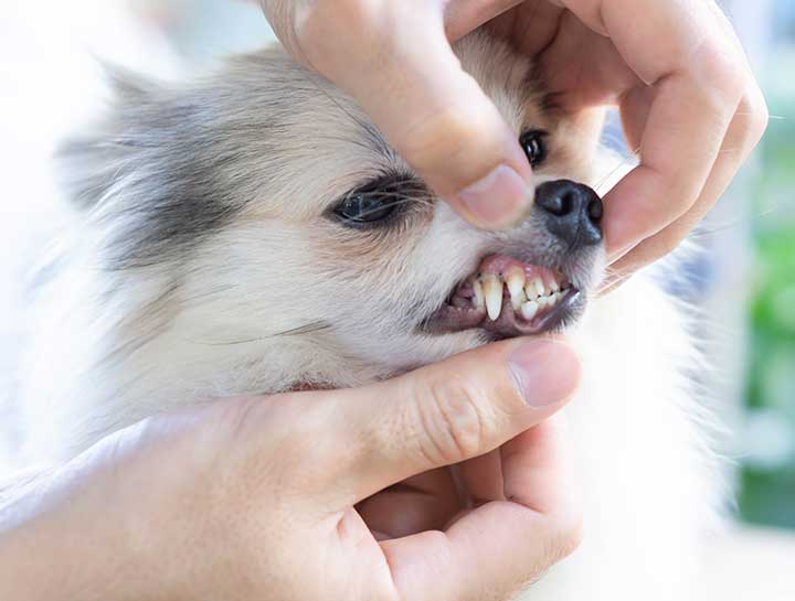 Geneva Pet Dentist